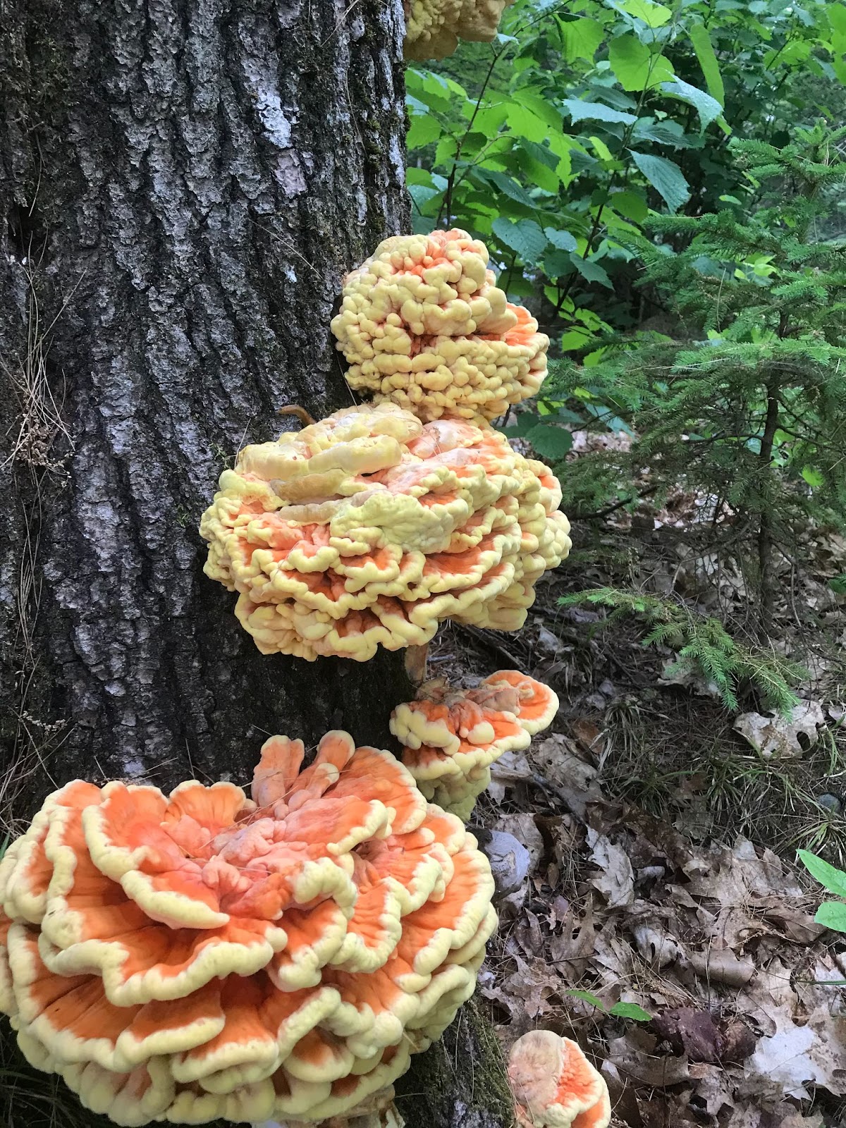 Chicken-of-the-Woods and Other Marvelous Mushrooms